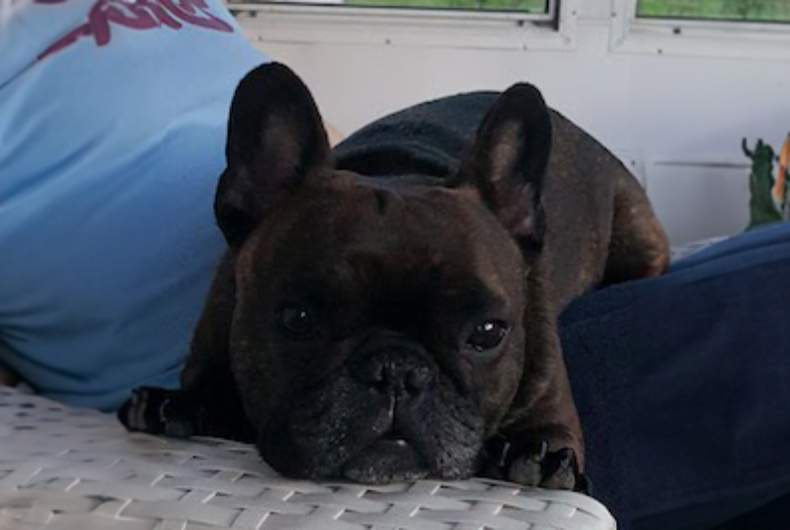 small pug lying on amrchair in front of mirror