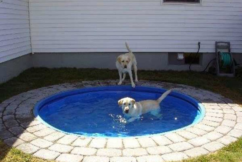 dog pool DIY