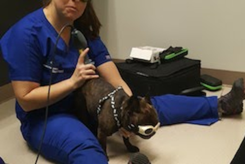 small dog being shaved by veterinarian on the floor