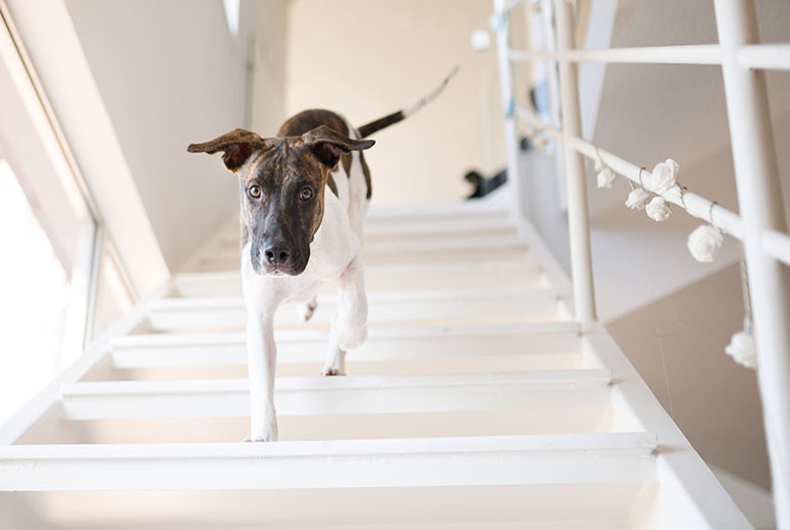 white and brown dog walking down white stairs