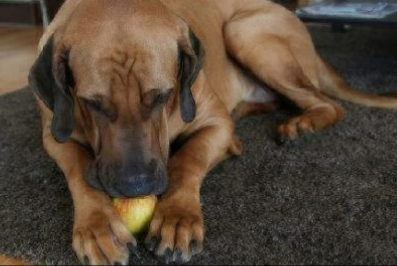 Can Dogs Eat Apples