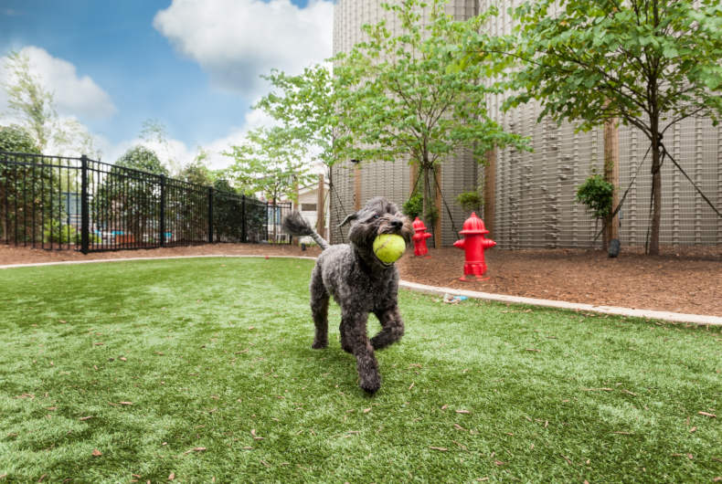 dog with ball trotting on astro turf