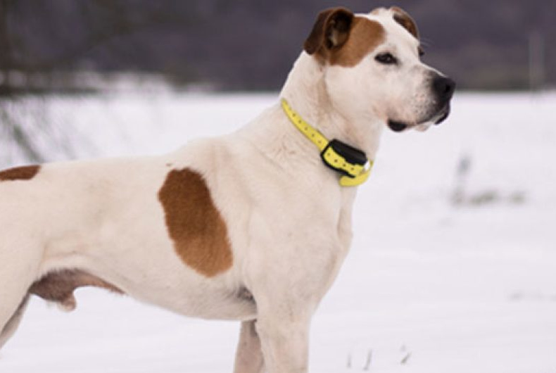 dog with shock collar