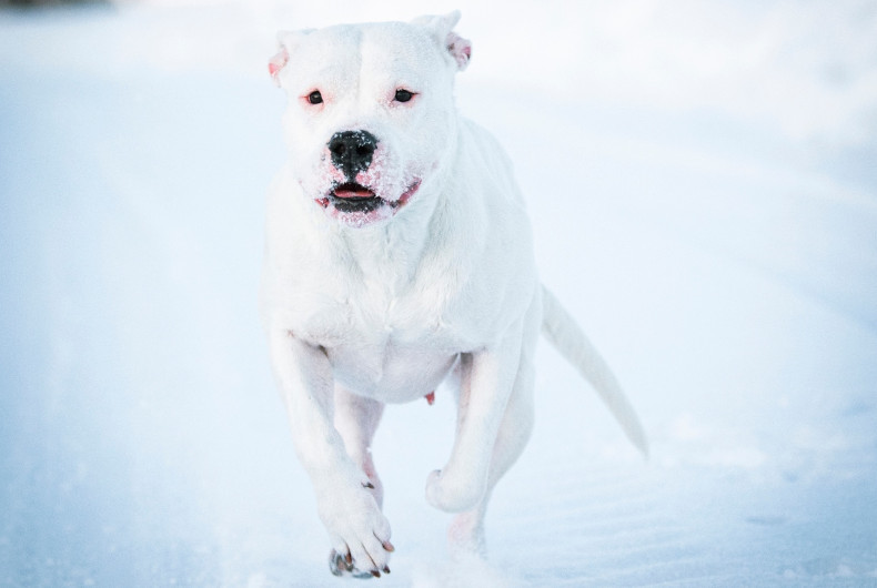 dogo argentino dog running in the snow