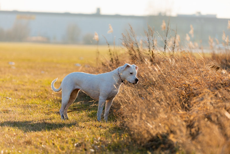 dogo argentino dog sniffing grassy field