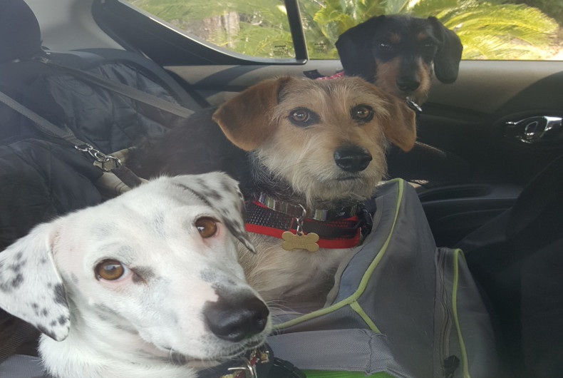 two dogs in back seat of the car