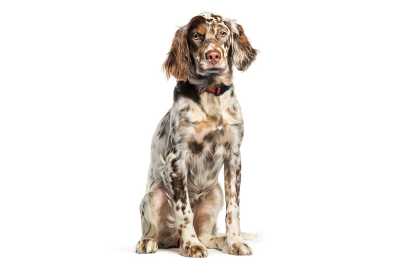 English Setter