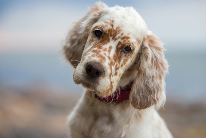 English Setter head