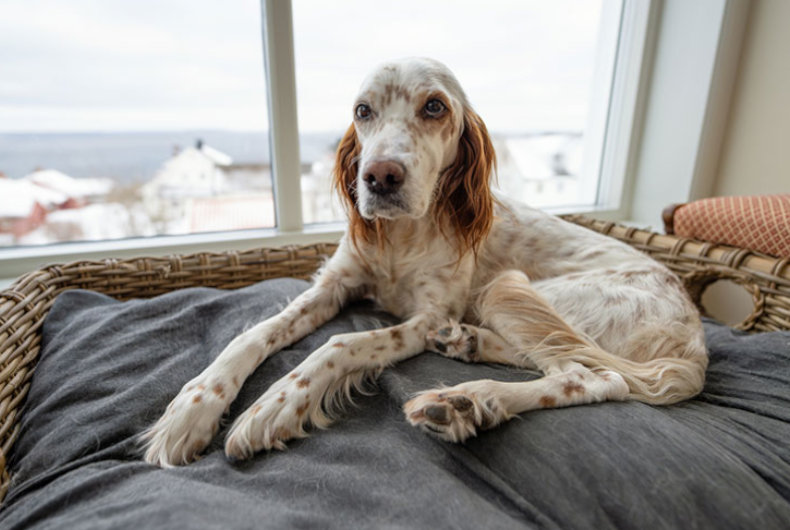 English Setter on bed