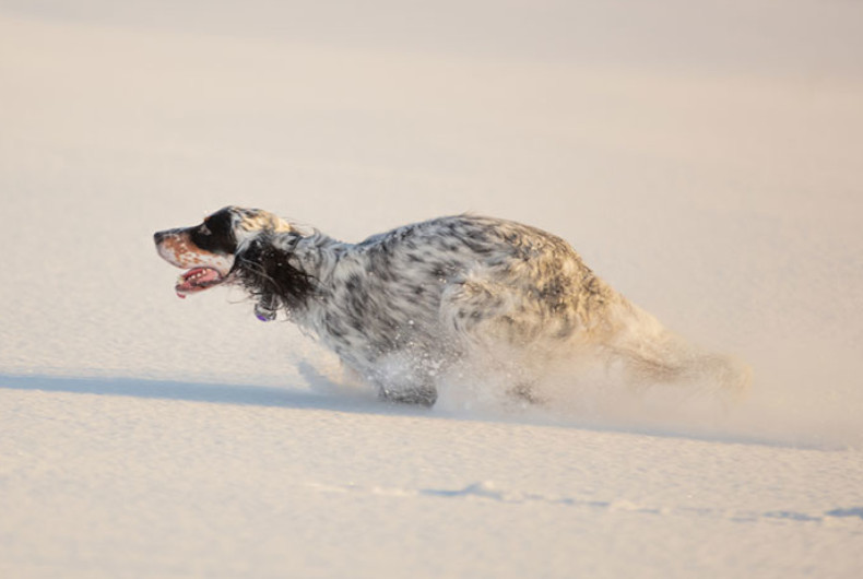 English Setter running in snow