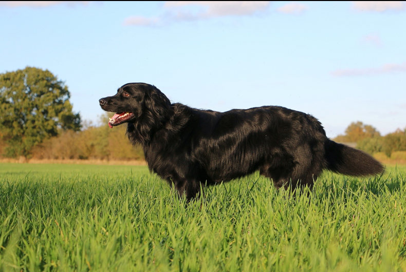 flat coated retriever black dog standing in grass
