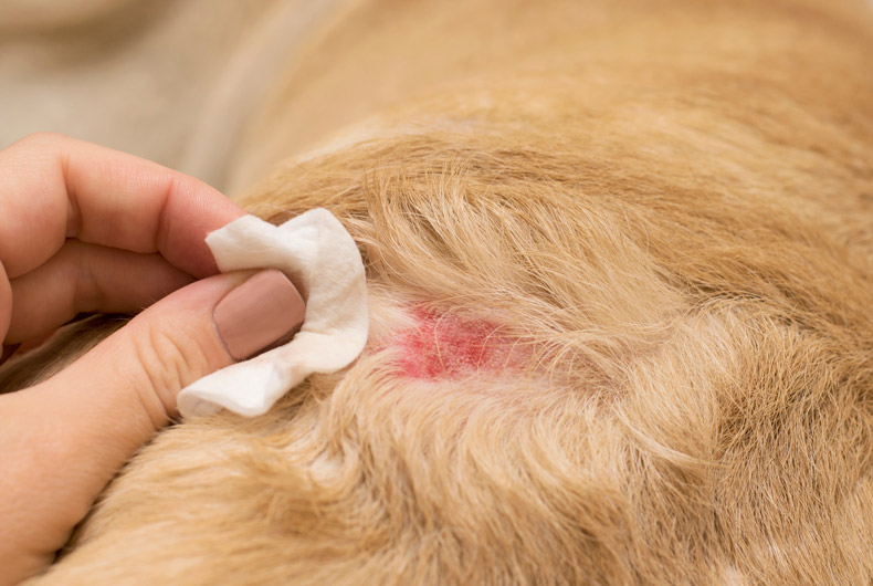 closeup of dog wound with human hand applying gauze for folliculitius