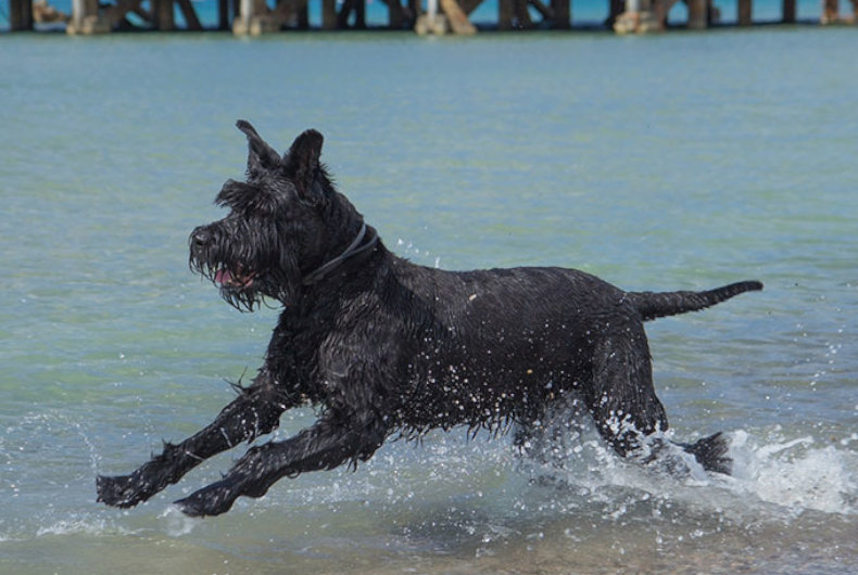 Giant Schnauzer swimming