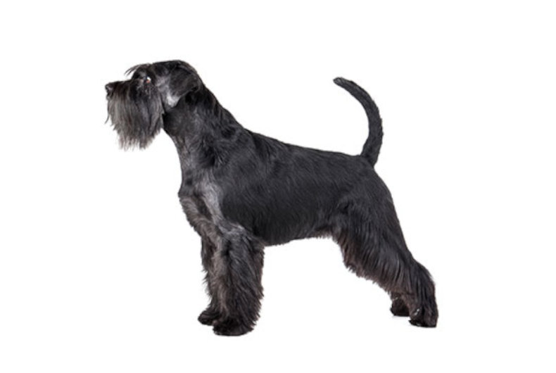 Giant Schnauzer