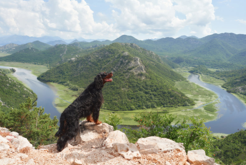 gordon setter dog on a hike overlooking beautiful mountain view