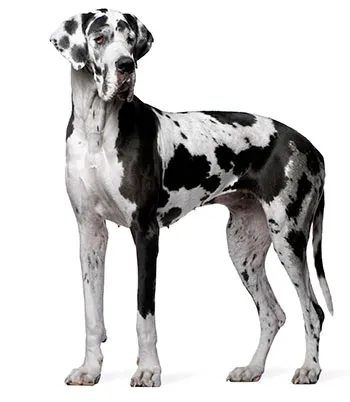great dane