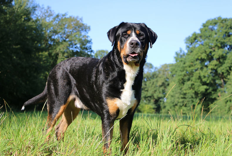 greater swiss mountain dog standing in a field