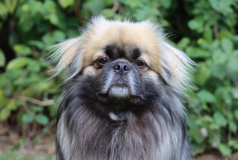 head shot of black and tan tibetan spaniel
