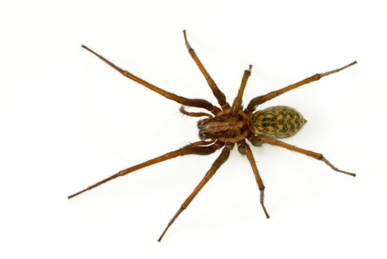 hobo spider