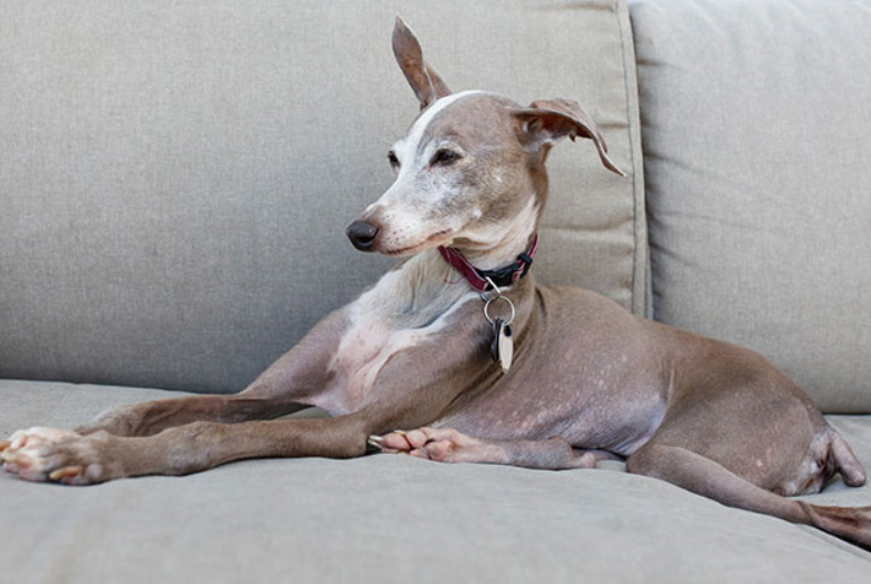 Italian greyhound