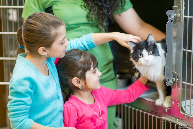 Kids picking a cat to adopt from the animal shelter.