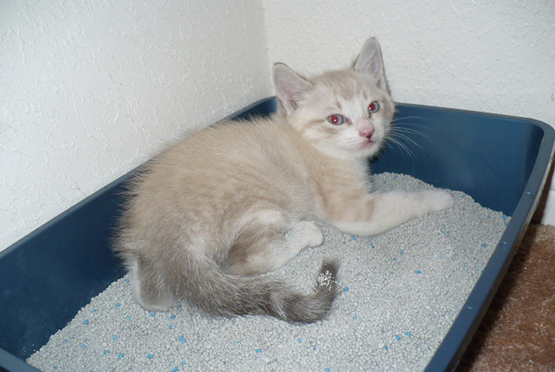 kitten litter box