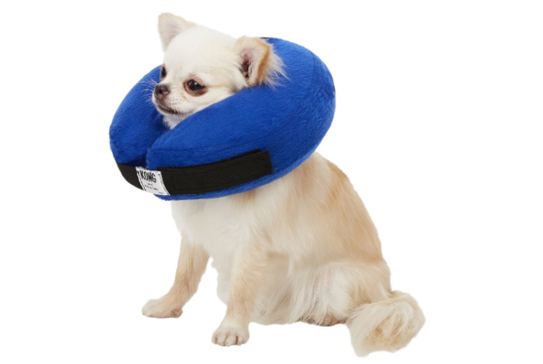 dog wearing inflatable recovery collar