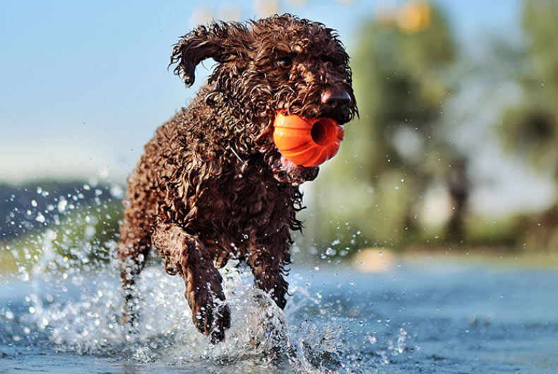 Lagotto Romangnolo swimming