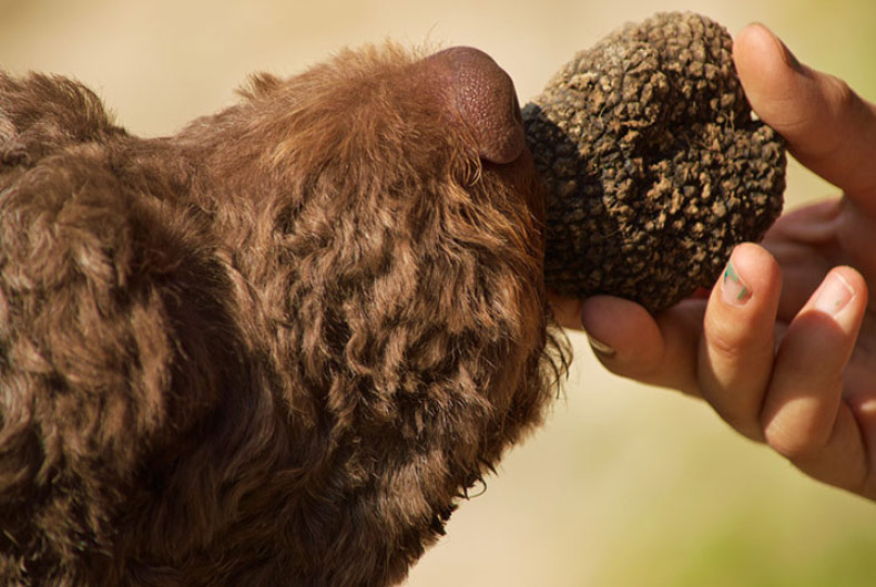 Lagotto Romangnolo with truffle