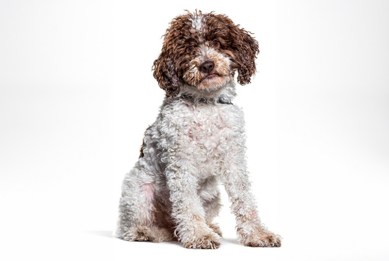 Lagotto Romagnolo