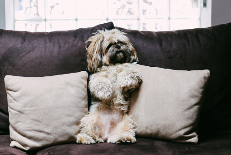 lhasa apso sitting on a couch