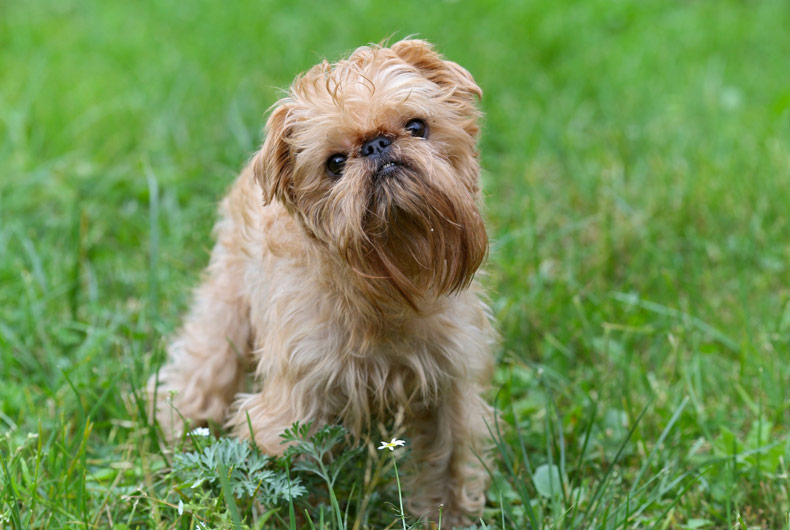 Small dog of breed the Griffon Bruxellois on walk in the summer