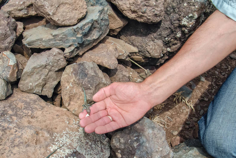  lizard on persons hand