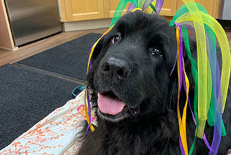 Lucy, a Newfoundland dog