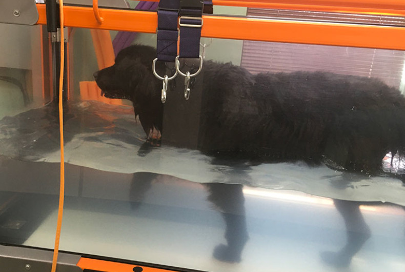Lucy, a Newfoundland dog in a tank