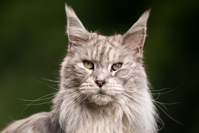maine coon