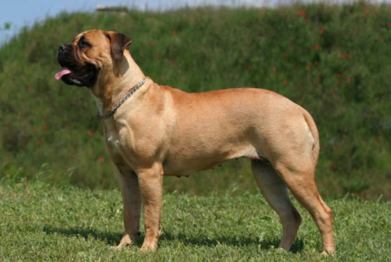 mastiff dog standing on grass