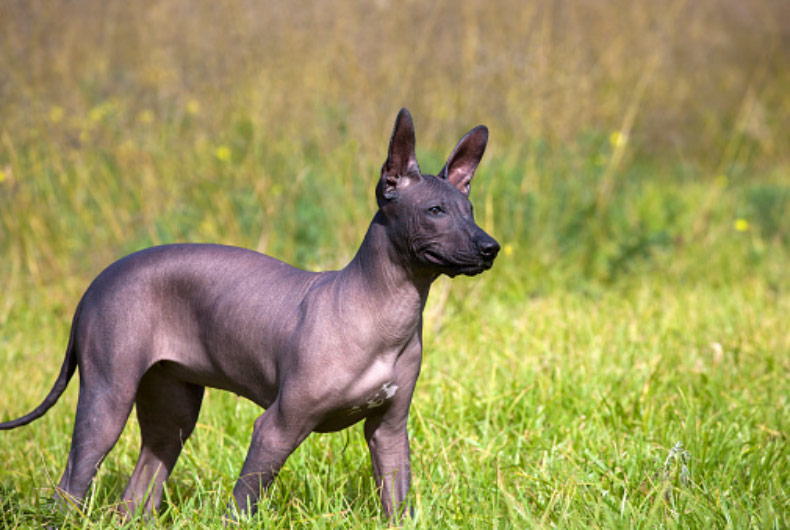 mexican hairless dog out in the grass