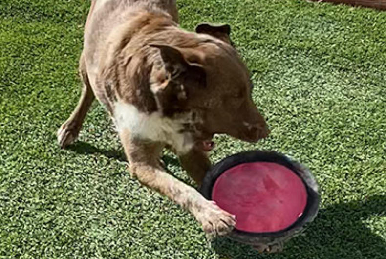 Molly catching a frisbee.