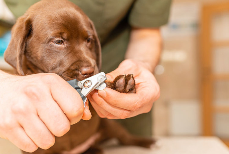 Dog having nails trimmed