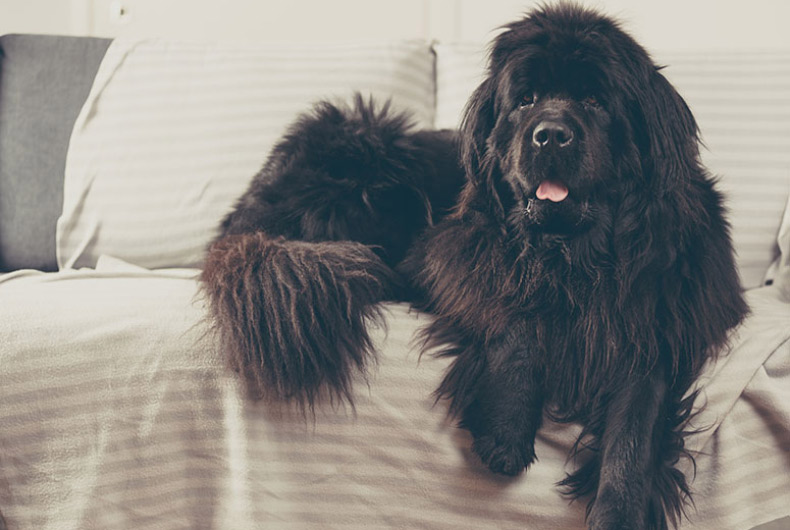 Newfoundland dog on the couch.