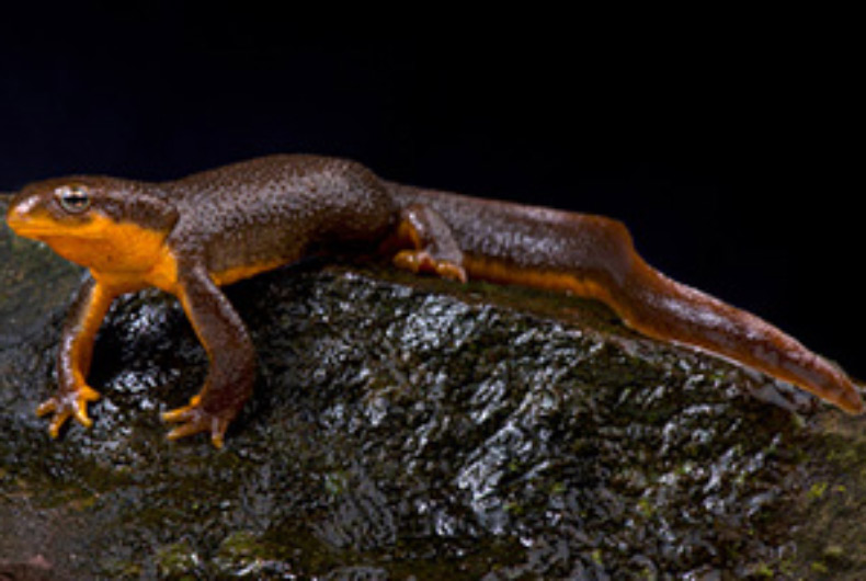 Orange Bellied Rough Skinned Newt