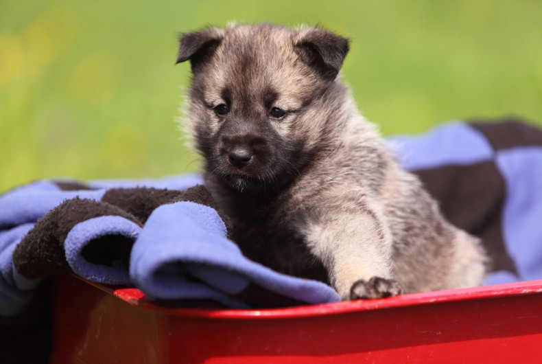 norwegian elkhound puppy in wagon