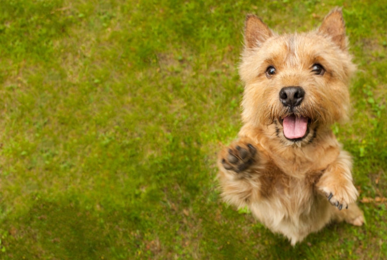 A Norwich Terrier