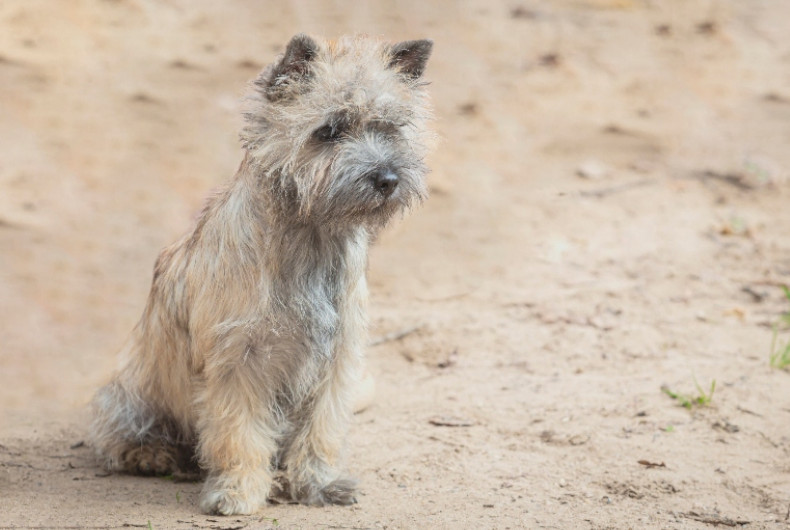 Norwich terrier on sand