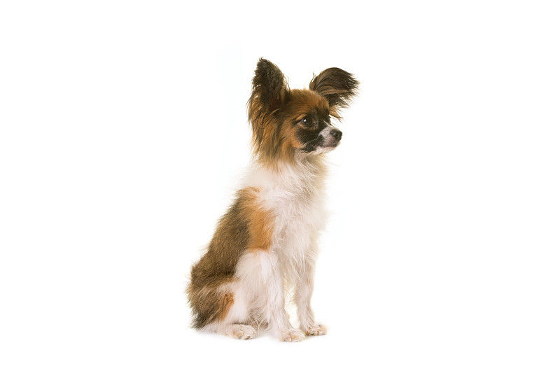 small white and brown dog