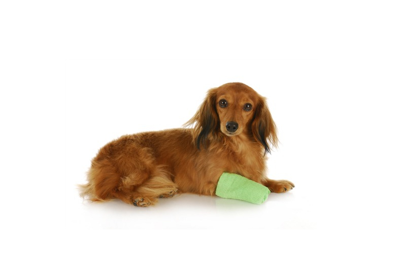 paw scrapes on a dog