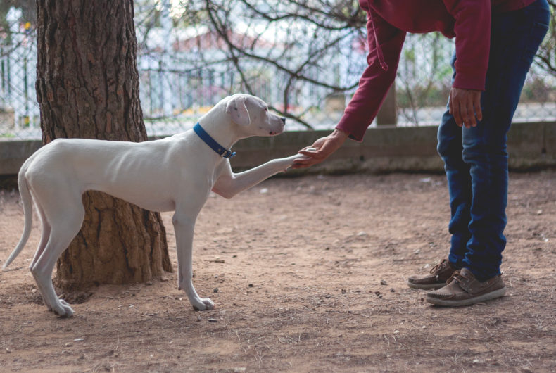 person shaking paw with dogo argentino dog