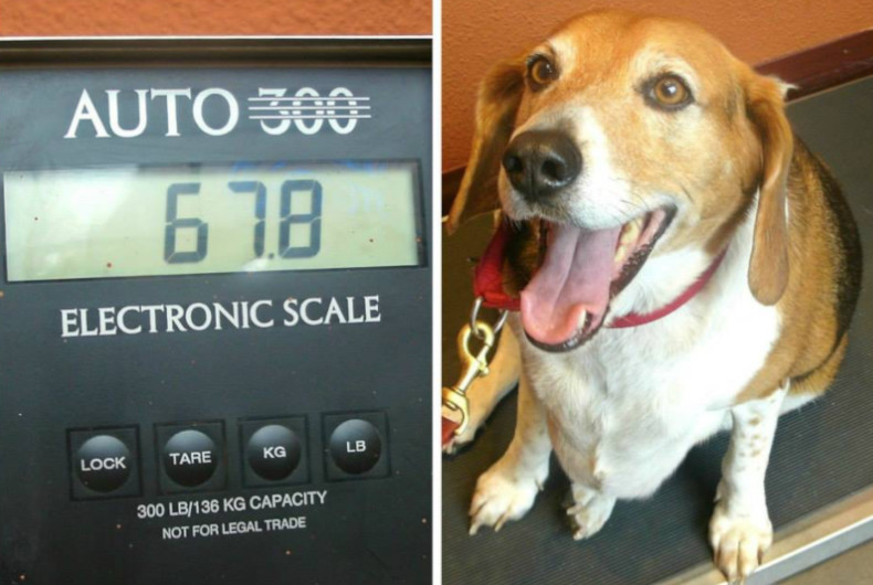 Kale Chips Beagle fat dogs