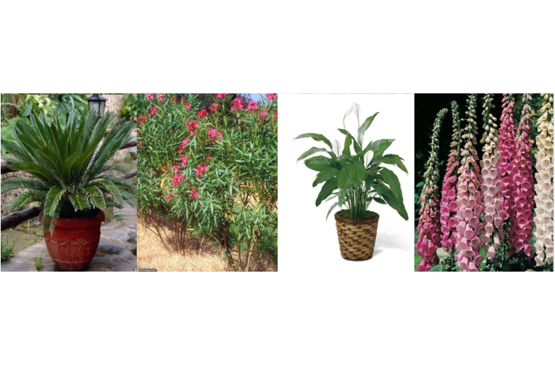 sago palm, oleander, lilies, and foxglove 